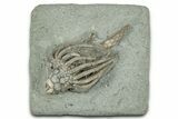 Fossil Crinoid (Macrocrinus) - Crawfordsville, Indiana #325632-1